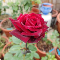 RP Black Pearl Rose