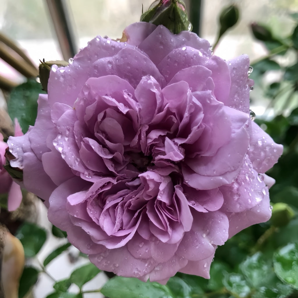 Rainy Blue Rose