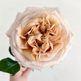 Rallye des Gazelles Rose