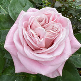 Rebellion Sweet Rose