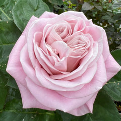 Rebellion Sweet Rose