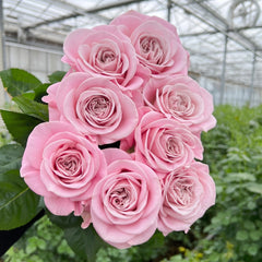 Rebellion Sweet Rose