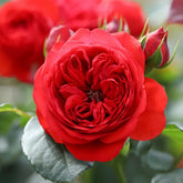 Red Apple Rose
