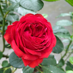 Red Apple Rose