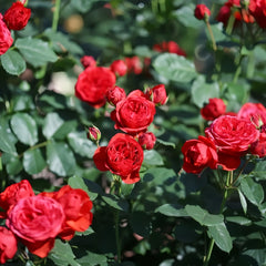 Red Apple Rose