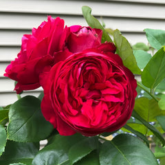 Red Eden Rose