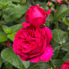 Red Eden Rose