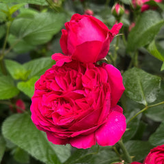 Red Eden Rose