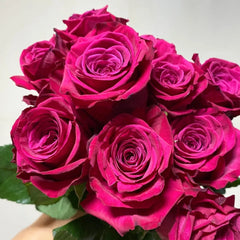 Roseberry Rose