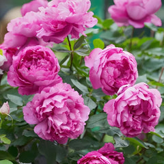 Rouge de Parfum Rose