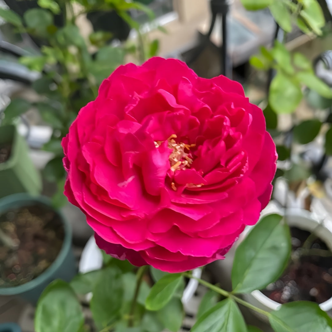 Rouge de Parfum Rose