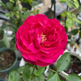 Rouge de Parfum Rose