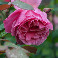 Rouge de Parfum Rose