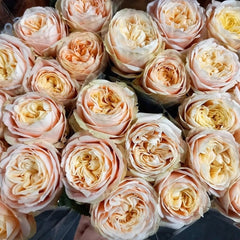 Royal Romance Rose
