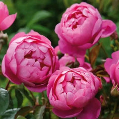 Royal Jubilee Rose