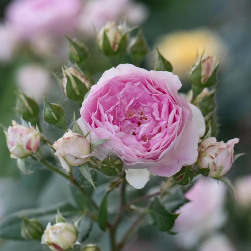 Saphir Rose