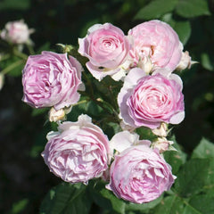 Saphir Rose