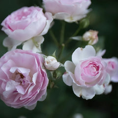 Saphir Rose