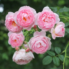 Scepter'd lsle Rose