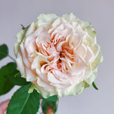 Shangguan Wan Er Rose