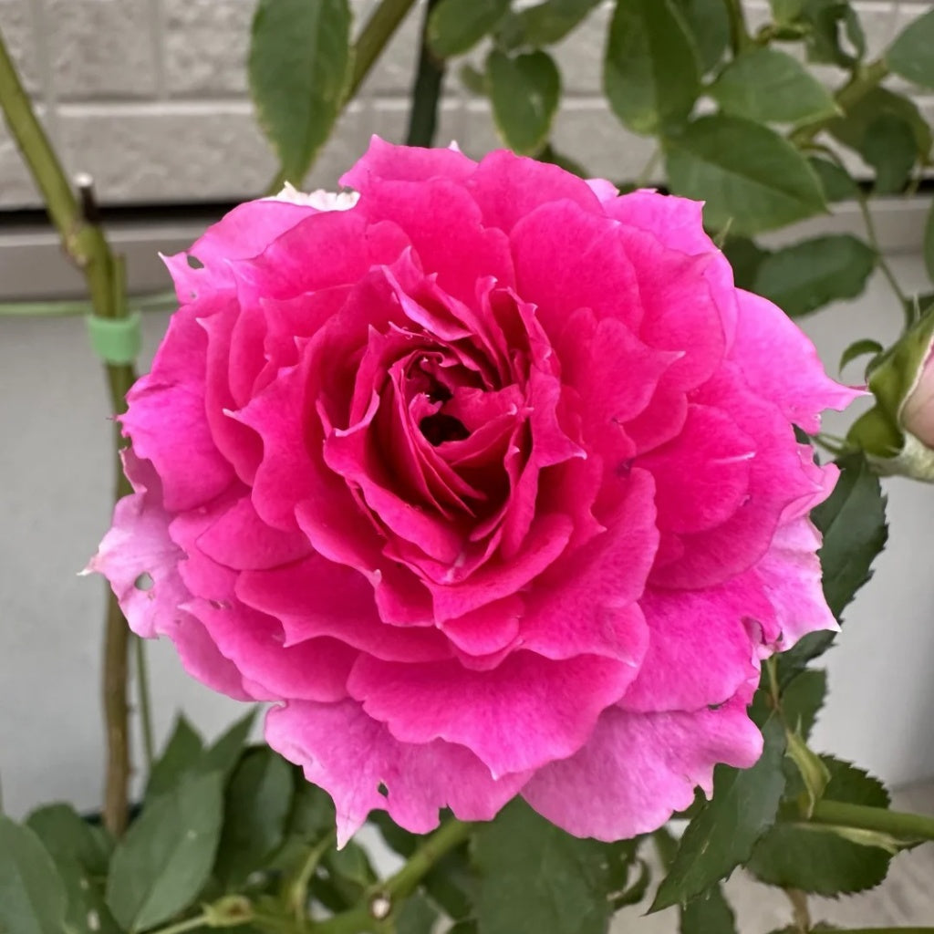 Sheherazade Rose