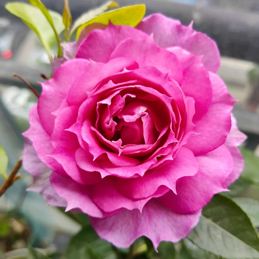 Sheherazade Rose