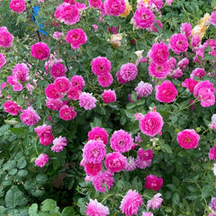 Sheherazade Rose