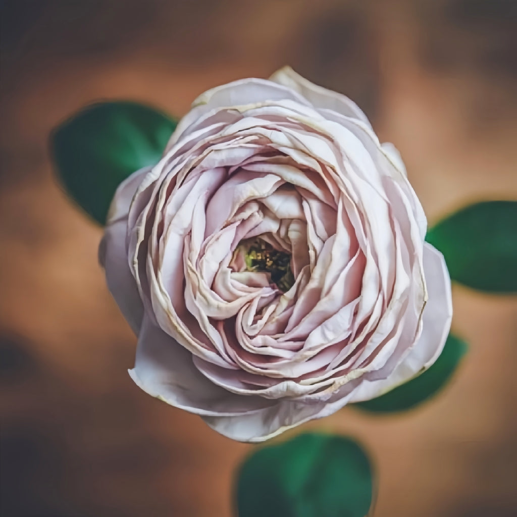 Shelvers Rose