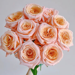 Shimmer Rose