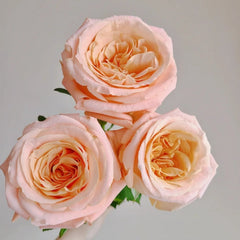 Shimmer Rose