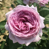 Shinoburedo Rose01