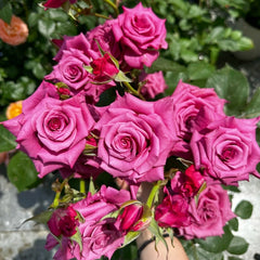 Shogun Rose