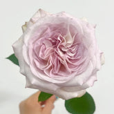 Silver Gemstone Rose