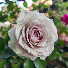 Silver Rain Rose