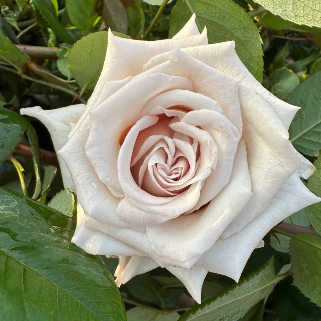 Silver Sand Rose