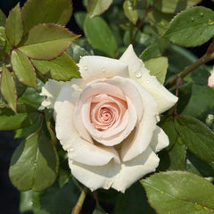Silver Sand Rose