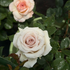 Silver Sand Rose
