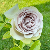 Silvermine Rose
