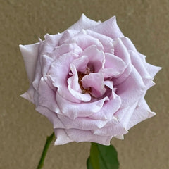 Silvery Light Rose