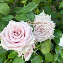 Silvery Light Rose