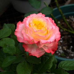 Skittles Rose