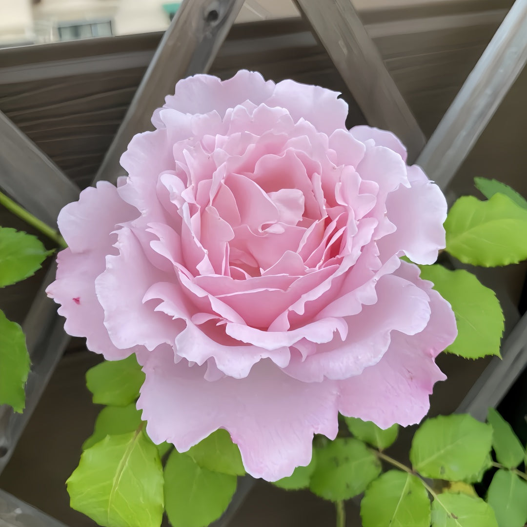 Sophie Rochas Rose