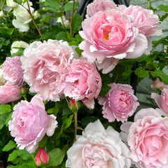 Sophie Rochas Rose