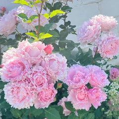 Sophie Rochas Rose