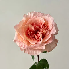 Special Song Rose
