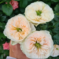 Stanley Abbey Rose