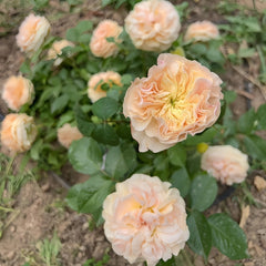Stanley Abbey Rose