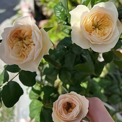 Stanley Abbey Rose