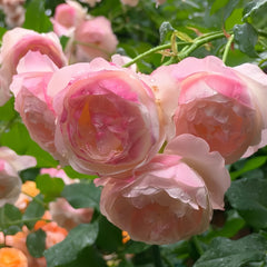 Strawberry Macaron Rose