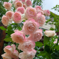 Strawberry Macaron Rose